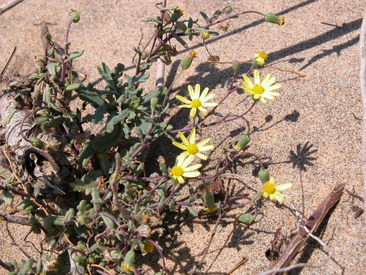 Senecio leucanthemifolius / Senecione costiero